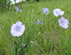 Linum nervosum