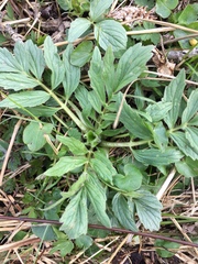 Valeriana officinalis sambucifolia