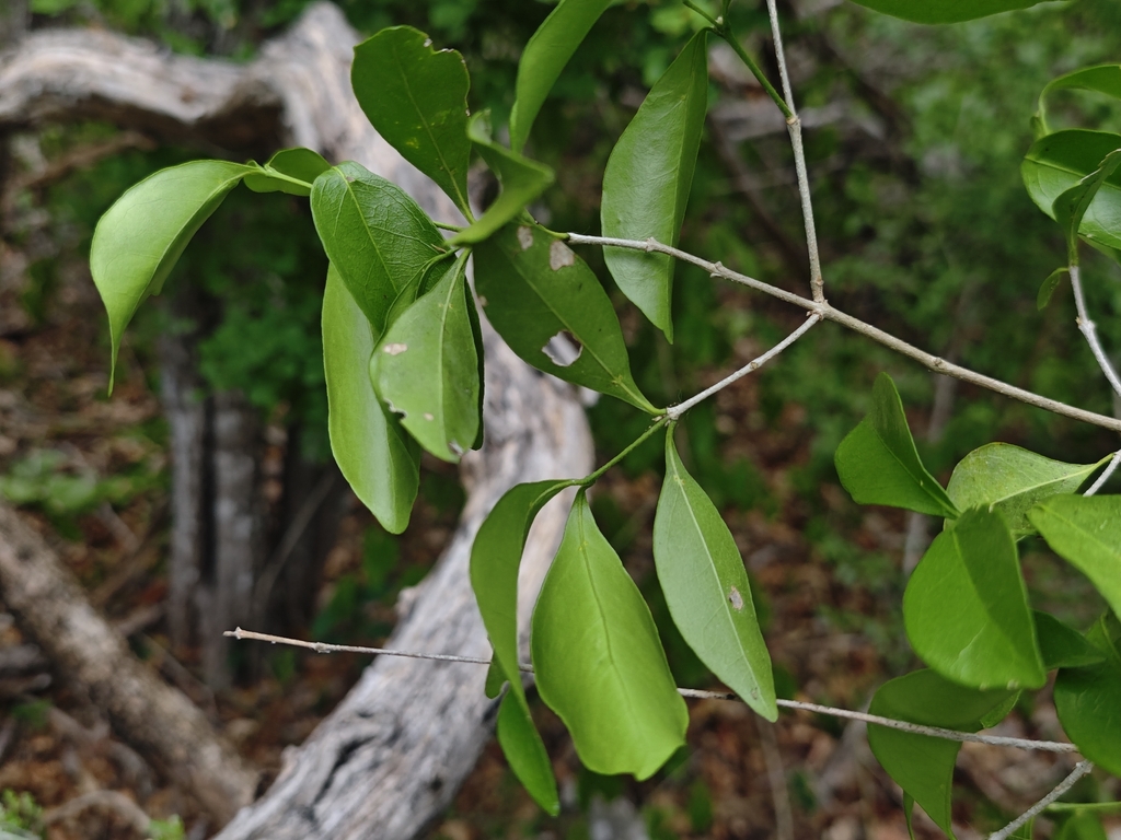 Mosiera contrerasii