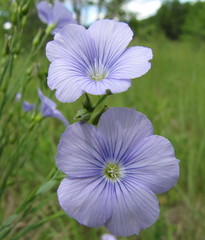 Linum nervosum