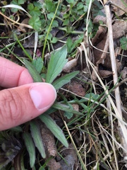 Valeriana officinalis sambucifolia