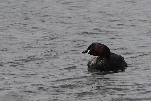 iNaturalist: (c) inlandbirder, some rights reserved (CC BY-NC) iNaturalist image