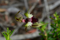 Caladenia dilatata