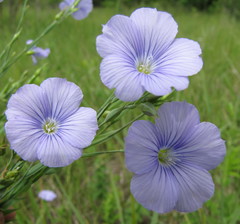 Linum nervosum