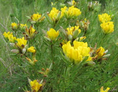 Chamaecytisus austriacus