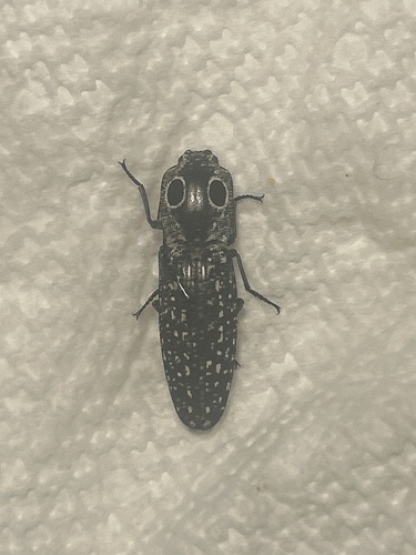Eastern Eyed Click Beetle