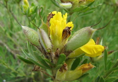 Chamaecytisus austriacus