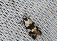 Cosmaresta archedora