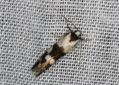 Cosmaresta archedora