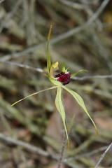 Caladenia dilatata