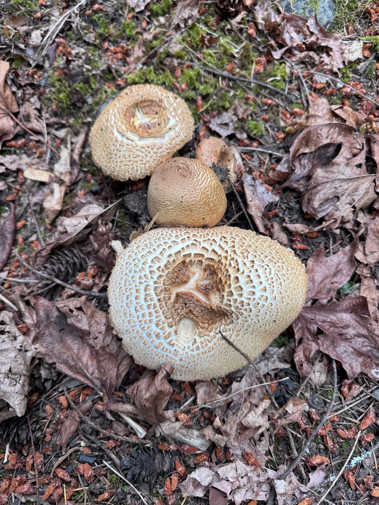 The Prince · June 2026 · photo: Photo: (c) dpcmiller, some rights reserved (CC BY) · iNaturalist