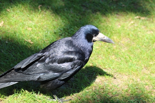 Rook