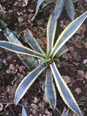 Agave americana
