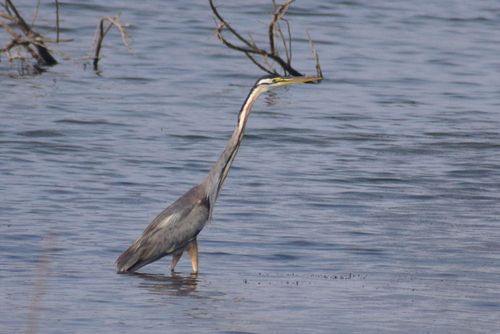 iNaturalist: (c) Alen Alex Pathisseril, some rights reserved (CC BY-NC), uploaded by Alen Alex Pathisseril iNaturalist image