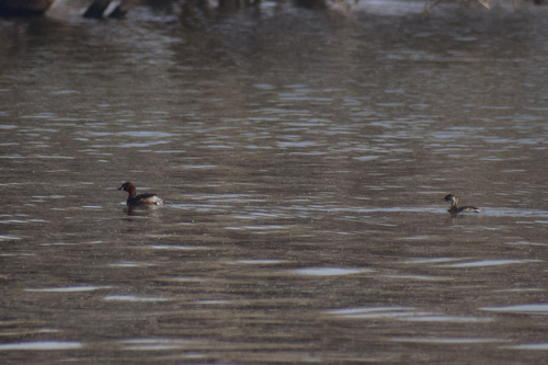 iNaturalist image