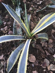 Agave americana