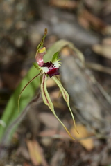 Caladenia dilatata