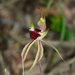 Green-comb Spider Orchid - Photo (c) Michael Keogh, some rights reserved (CC BY-NC-SA), uploaded by Michael Keogh