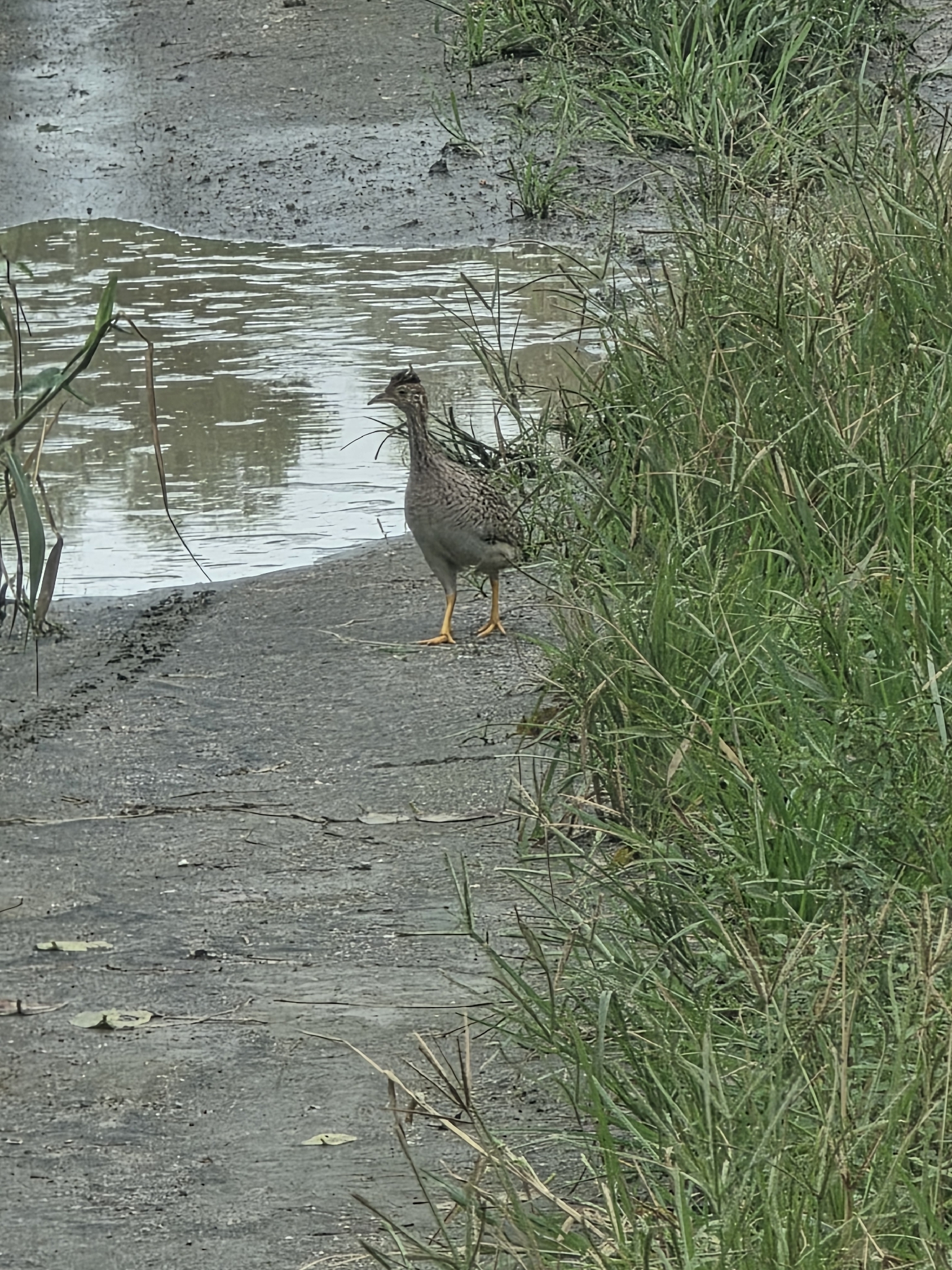 White-bellied Nothura (Nothura boraquira), photo 3