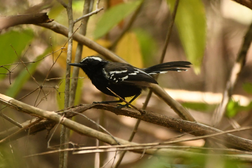 Black-bellied Antwren