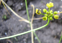 Draba sibirica