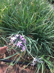 Tulbaghia violacea
