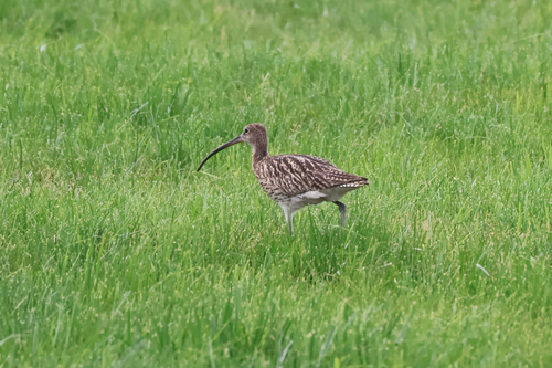 iNaturalist: (c) Leon Muntzke, some rights reserved (CC BY-NC), uploaded by Leon Muntzke iNaturalist image