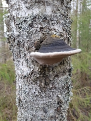 Phellinus nigricans