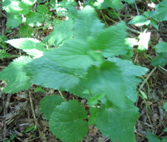Lamium maculatum