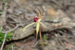 Caladenia australis
