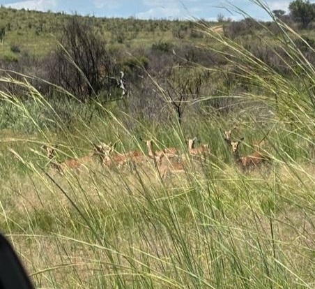 Impala