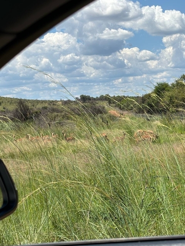 Impala