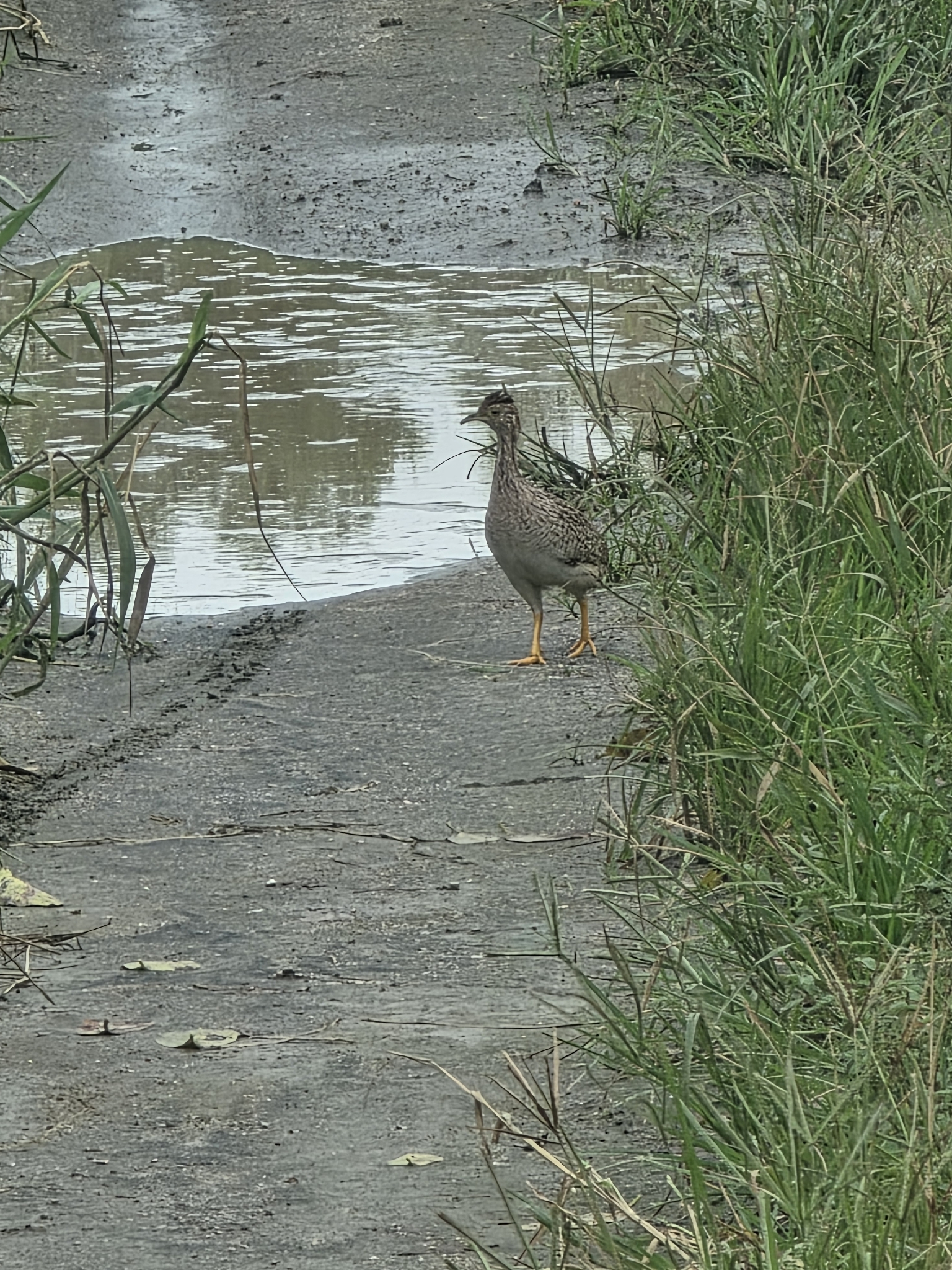 White-bellied Nothura (Nothura boraquira), photo 4