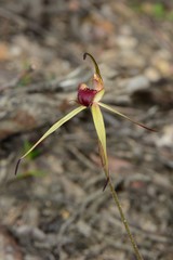 Caladenia australis