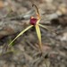 Caladenia australis - Photo (c) Michael Keogh, some rights reserved (CC BY-NC-SA), uploaded by Michael Keogh