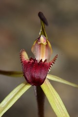 Caladenia australis