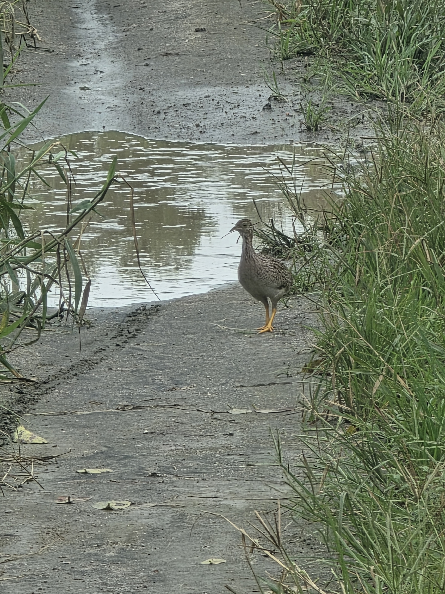 White-bellied Nothura (Nothura boraquira), photo 10