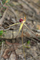 Caladenia australis