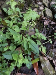 Valeriana flaccidissima