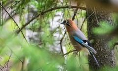Garrulus glandarius brandtii