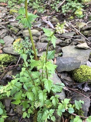 Valeriana flaccidissima