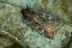 Cerastis leucographa