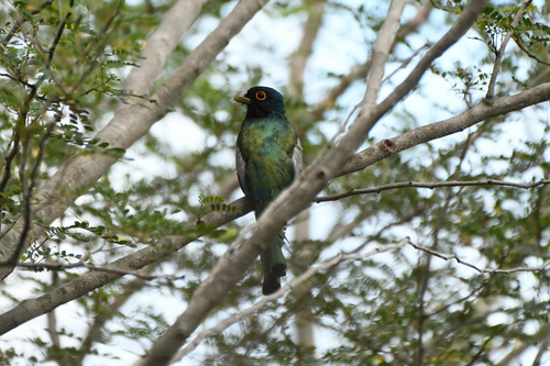Blue-crowned Trogon