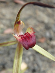 Caladenia australis