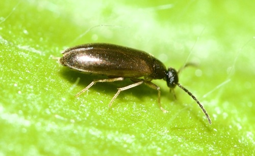 Canifa pallipes