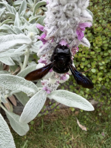 Violet Carpenter Bee
