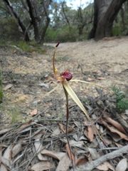Caladenia australis
