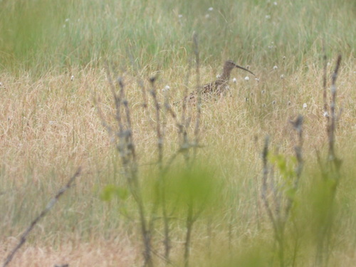 iNaturalist image