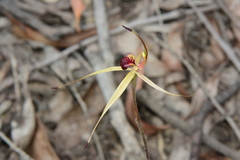Caladenia australis