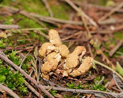 Cordyceps cranstounii